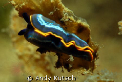 Nikon D80, 60mm Macro, Subal Housing, Subtroniuc Flash. by Andy Kutsch 
